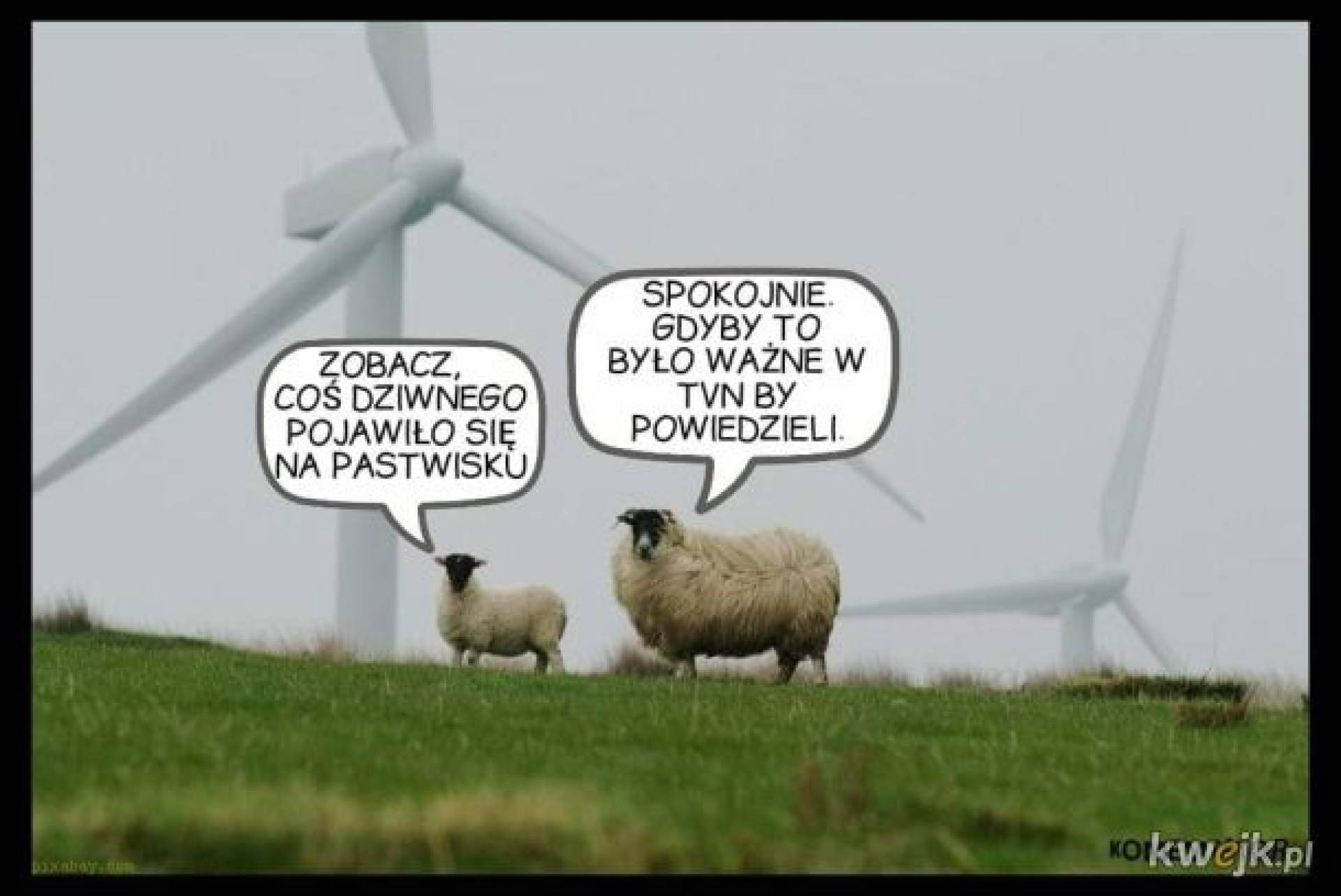 MEMy z “niezależnej”.. ale dobre..